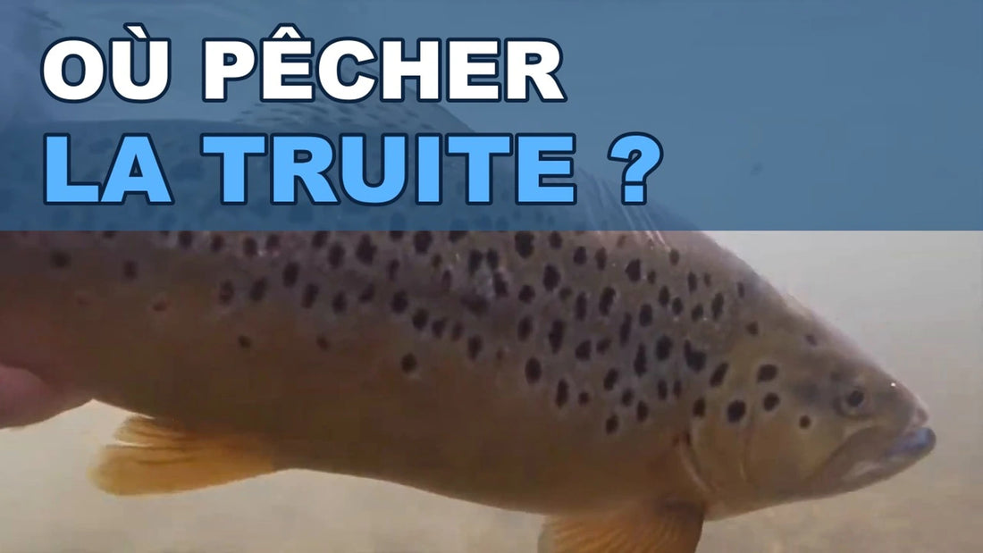 Truite fario qui nage près du fond d'une rivière